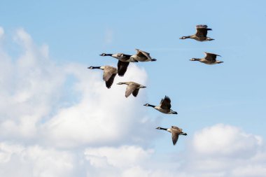 Grup ya da Kanada kazlar (Branta canadensis) kaz sürüsü, uçan uçuş