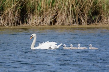 Kuğu (Cygnus rengi) Yetişkin ve sevimli kabarık bebek cygnets sessiz