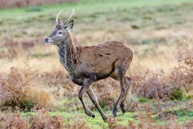 Genç erkek Kızıl geyik (Cervus elaphus) kova veya pricket