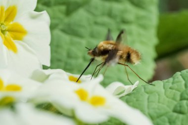 Arı-Beefly (büyük Bombylius) nectaring ya da anında Primrose içme