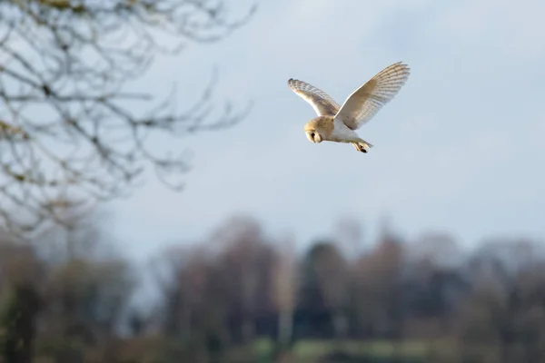 Single Barn Owl (Tyto alba) flying, in flight, hunting hovering