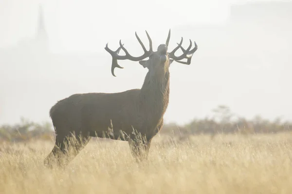 Red Deer stag (Cervus elaphus) vrålade, rytande i dis eller dimma — Stockfoto