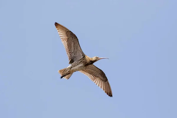 Eurasischer Brachvogel (numenius arquata) im Flug — Stockfoto