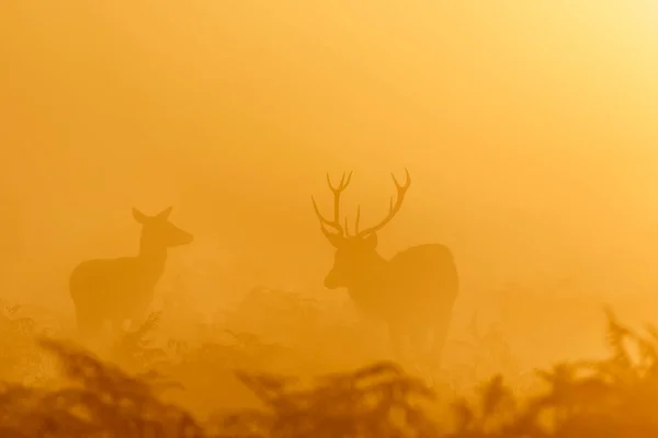 Ciervo rojo ciervo (Cervus elaphus) con la parte trasera femenina al amanecer —  Fotos de Stock