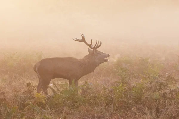 Red Deer stag (Cervus elaphus) roaring bellowing — Stock Photo, Image