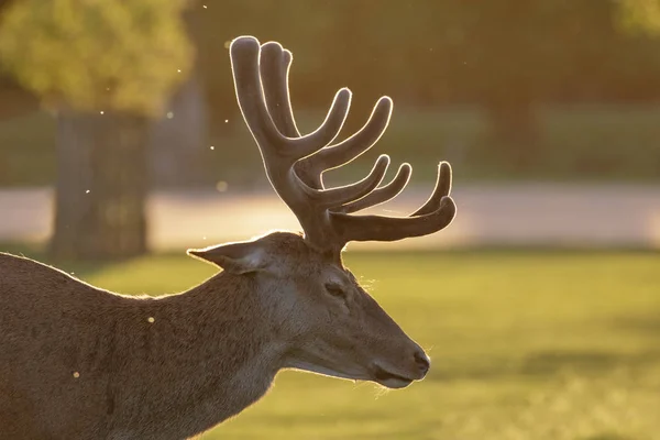 Backlit Red Deer stag (Cervus elaphus) with velvet antlers — Stock Photo, Image