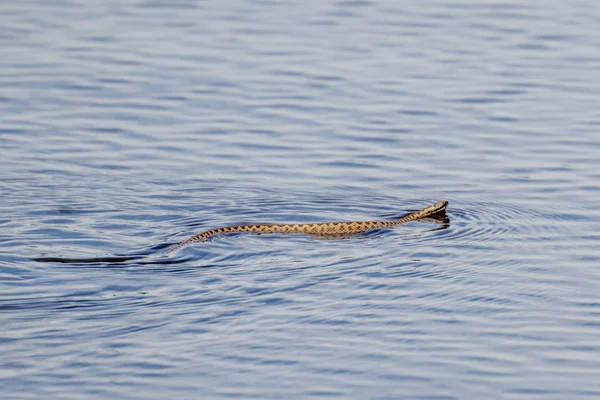 Adicionando cobra (Vipera berus) natação — Fotografia de Stock
