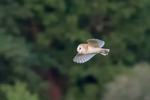 Vue latérale d'une seule chouette des clochers (Tyto alba) volant, en vol — Photo