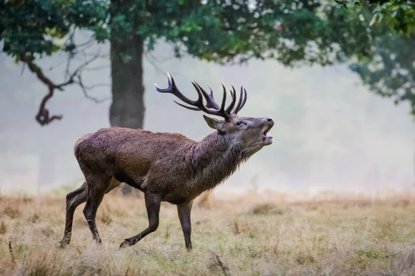 Red Deer (Cervus elaphus) stag uitgevoerd en brullende — Stockfoto