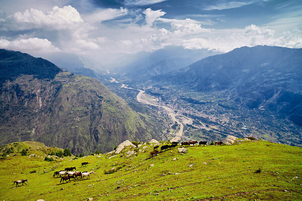 Aerial view of the Kullu valley with horses in the foreground.