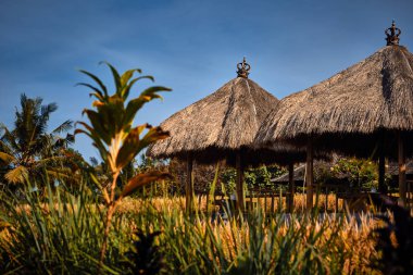 Pirinç tarlasında geleneksel bir Balili kafe. Ubud, Bali, Endonezya.