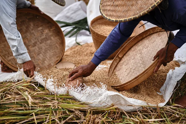 Las manos de un viejo granjero recogen granos de arroz maduro en el campo. Clo. — Foto de Stock