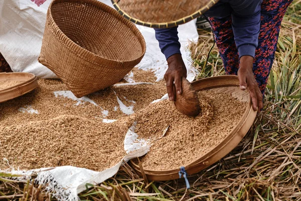 Τα χέρια μιας γριάς γυναίκας μαζεύουν σπόρους ώριμου ρυζιού στο χωράφι. Κλο — Φωτογραφία Αρχείου