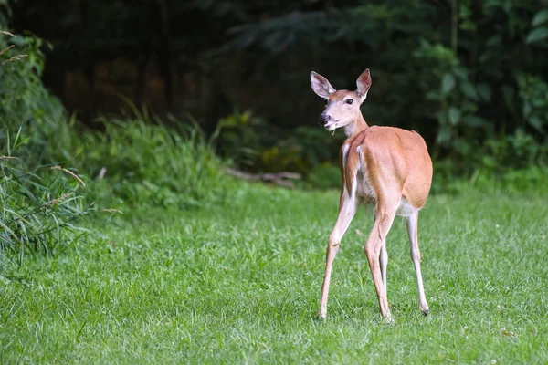 Whitetail deer stoi patrząc wstecz — Zdjęcie stockowe