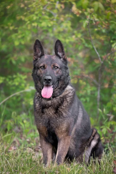 Duitse herder zitten in bosrijke omgeving — Stockfoto