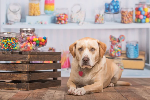 Yellow dog lays in front of a candy shop scene — Stock Photo, Image