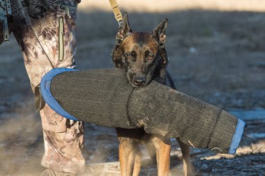 Belçikalı Malinois köpek eğitim lokma kol taşıyan