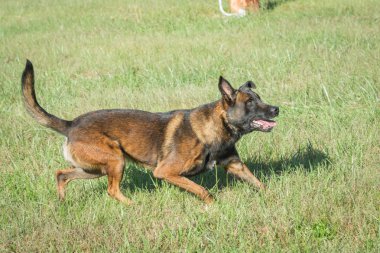 Otların arasında çalışan Belçikalı Malinois köpek