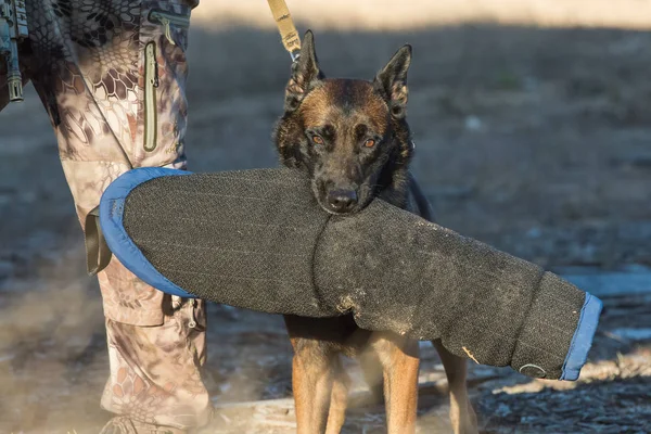 Belgian Malinois dog carrying a training bite sleeve — Stock Photo, Image