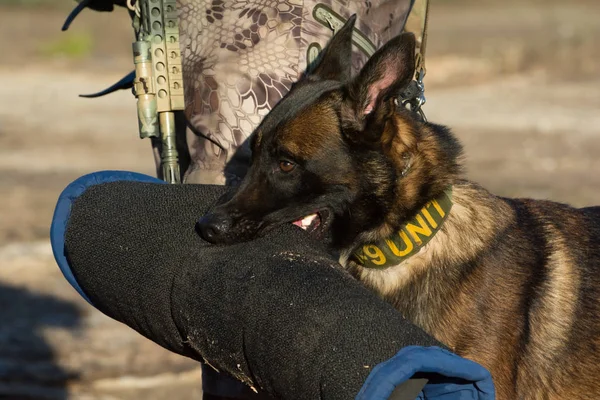 Belçikalı Malinois köpek eğitim lokma kol taşıyan