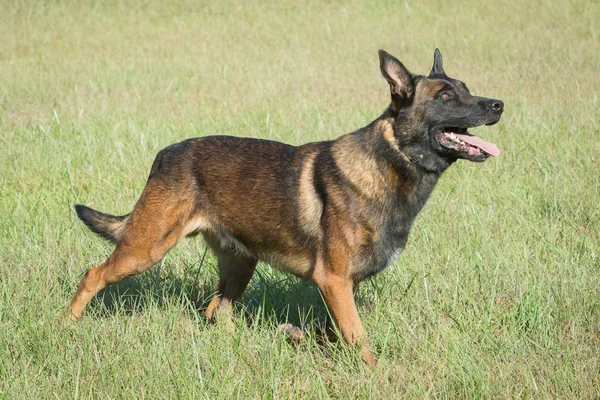 Belga Malcom perro corriendo en la hierba —  Fotos de Stock