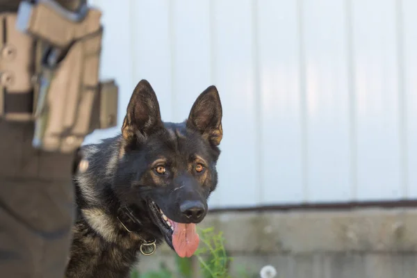 German Shepherd police dog next to handlers leg — Stock Photo, Image