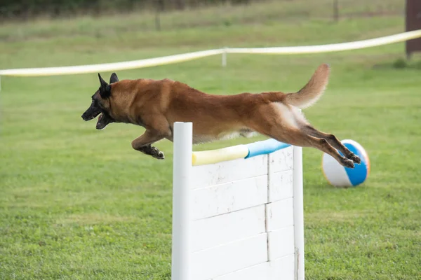 Malinois belga saltando sobre uma cerca — Fotografia de Stock