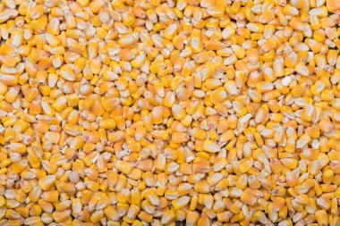 Bütün sarı mısır arka plan