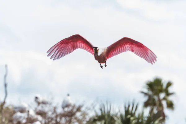 Roseate spoonbill in flight directly at camera — Stock Photo, Image