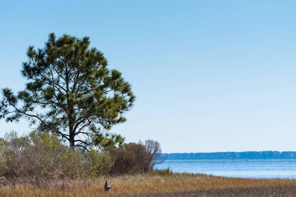 Drzewo sosny Florida Bay ocean — Zdjęcie stockowe