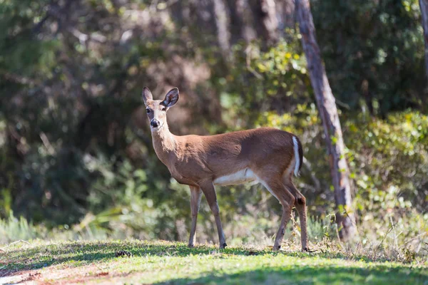 Whitetail 암컷 (여성 사슴) — 스톡 사진