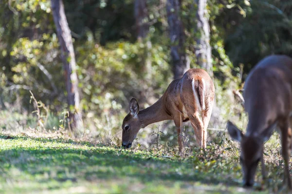 Corça-de-cauda-branca (veado fêmea) pastoreia na grama — Fotografia de Stock