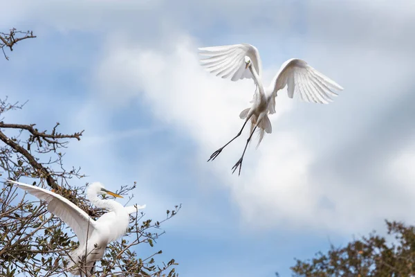 Egret flying towards a tree to land — Stock Photo, Image