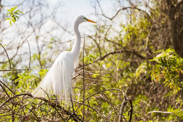 Egret rests in a tree — Stock Photo, Image
