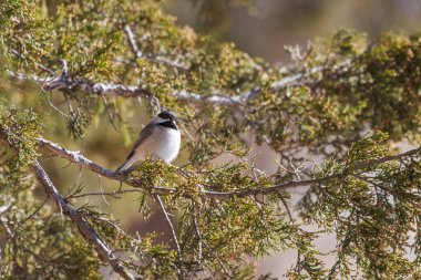 Siyah şapkalı bülbül (Poecile atricapillus) sedir dal