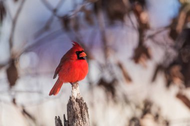 Kuzey Kardinal erkek (cardinalis cardinalis) 