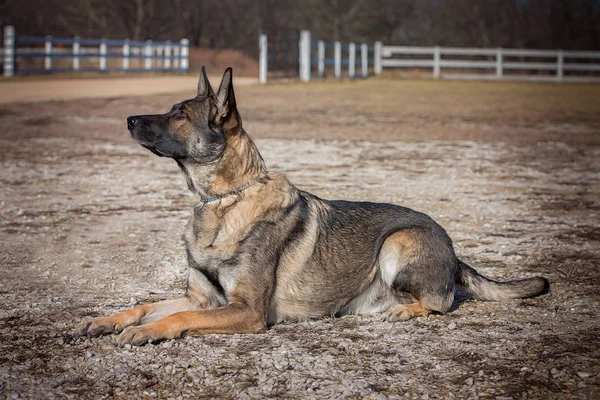 Chien berger allemand couché et levant les yeux — Photo