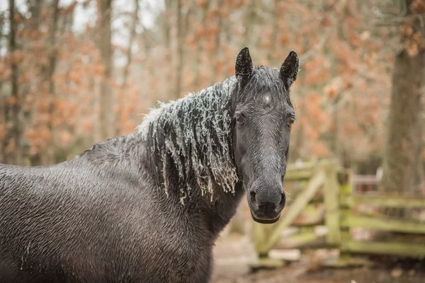 말 갈기와 귀에 얼음으로 — 스톡 사진