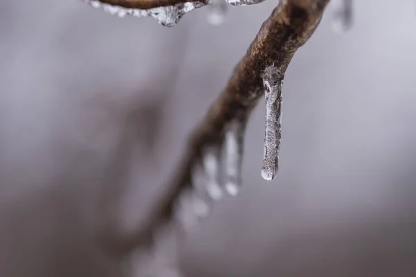 Glace qui dégouline du membre — Photo