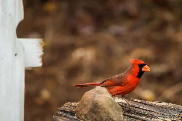 Roter Kardinal steht auf altem Scheunenholz — Stockfoto