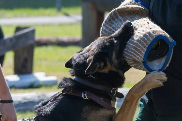 德国牧羊犬咬伤警察培训工作干了 — 图库照片