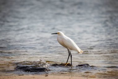 Snowy balıkçıl (Egretta thula) okyanus sahilinde dururken.