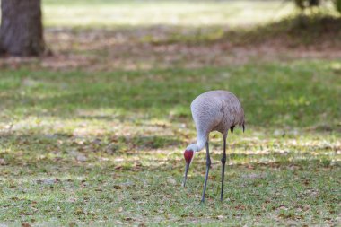 Kum tepesi gıda için avcılık vinç (Grus canadensis)