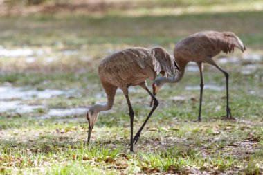 Kum tepesi gıda için avcılık vinçler (Grus canadensis)