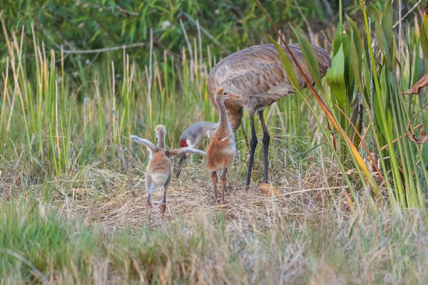 Sandhill Crane (Grus canadensis) aksi bilinen taylar bebekler.