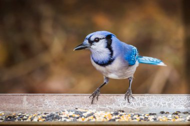 Jay (Cyanocitta cristata) bir besleyici mavi