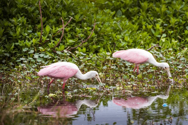 Rosenlöffel (platalea ajaja) beim Essen — Stockfoto