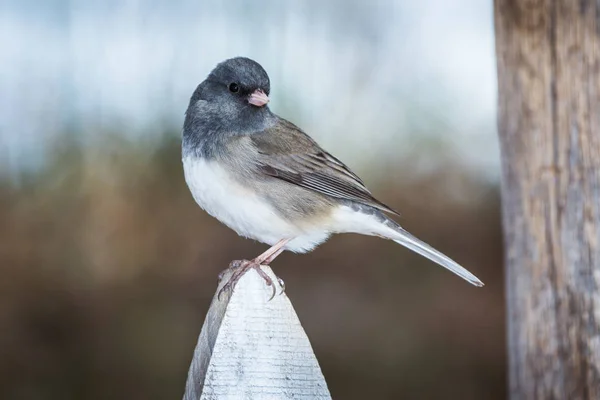 Junco de olhos escuros (Junco hyemalis) sentado em uma cerca branca — Fotografia de Stock