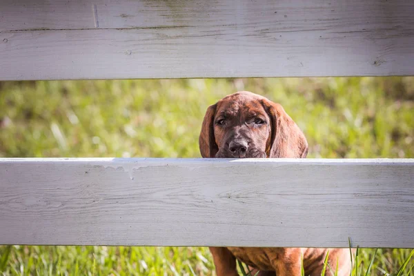 Hanoverian hound peeking through rails of a fence — Stock Photo, Image