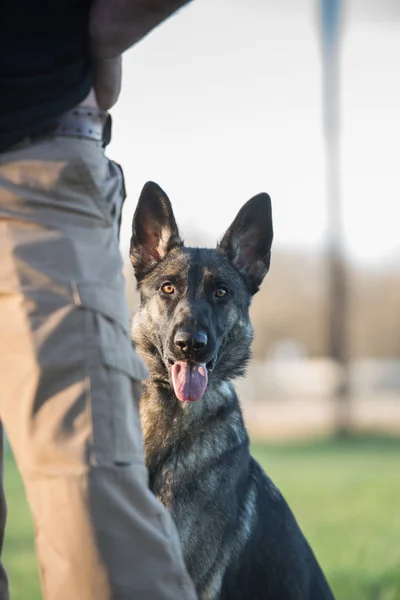 德国牧羊犬站在一个人的腿后面 — 图库照片